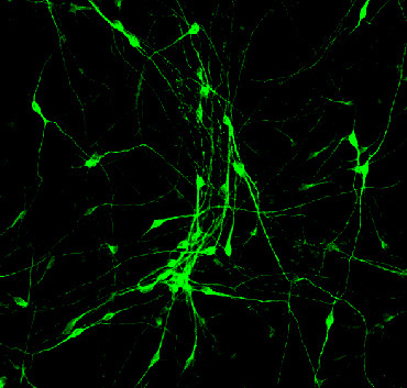 converted neurons