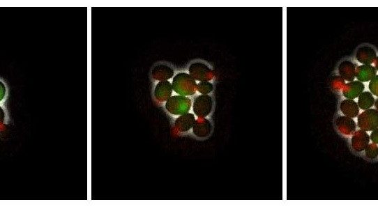 Researchers discover protein changes that control whether a gene functions